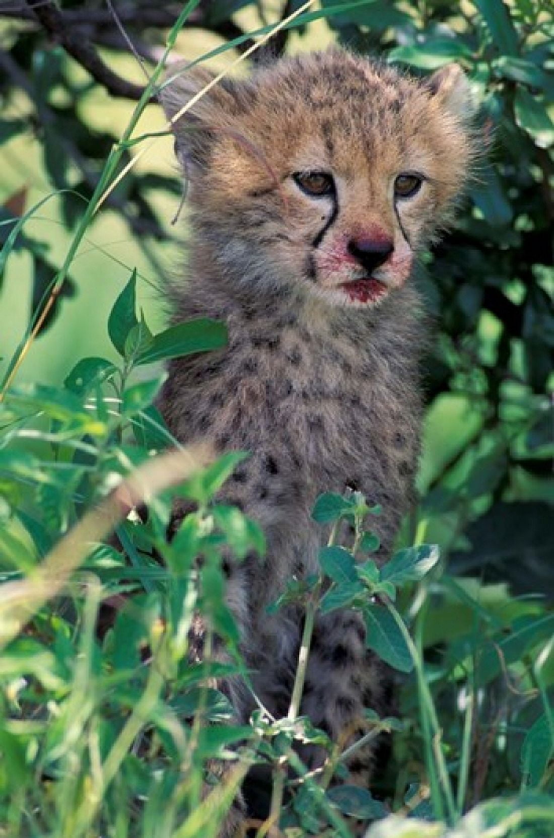 Cheetah Cub Masai Mara Game Reserve Kenya Canvas Art - Gavriel Jecan DanitaDelimont (24 x 35)