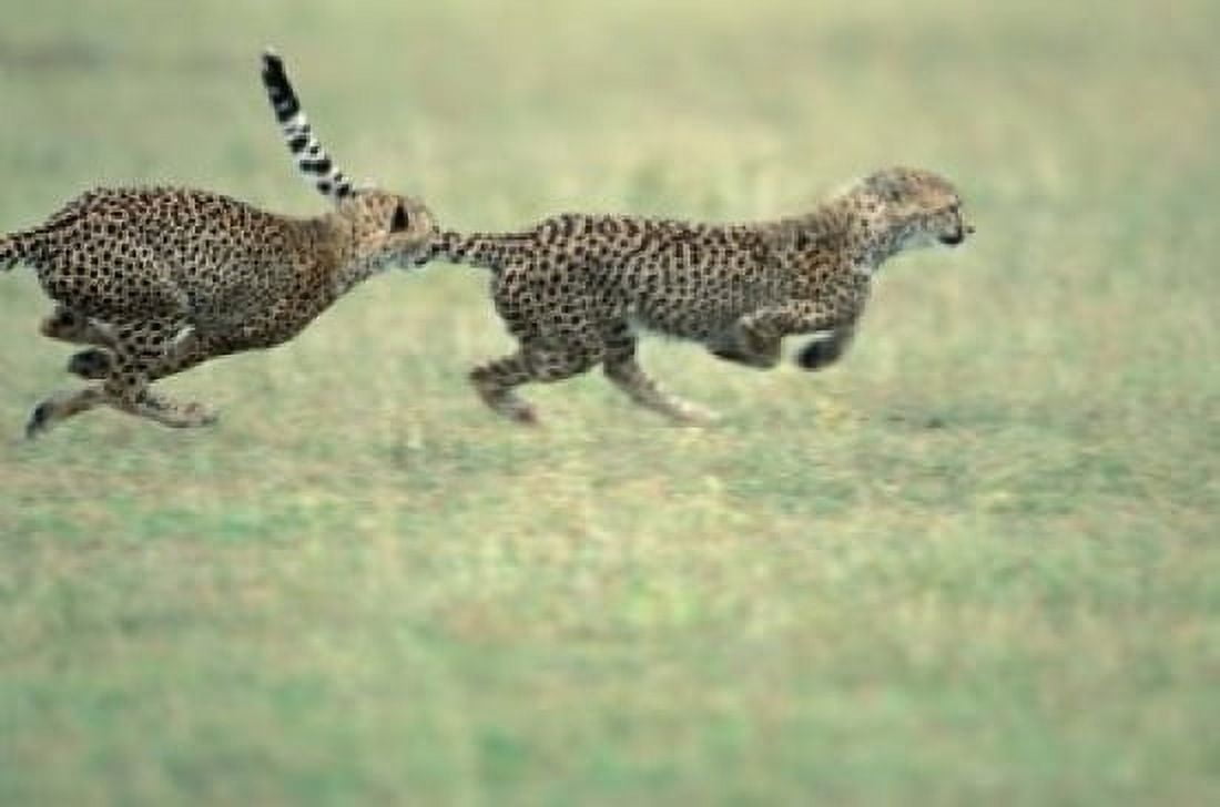 Cheetah Cub Playing on Savanna Masai Mara Game Reserve Kenya Canvas Art - Paul Souders DanitaDelimont (18 x 12)