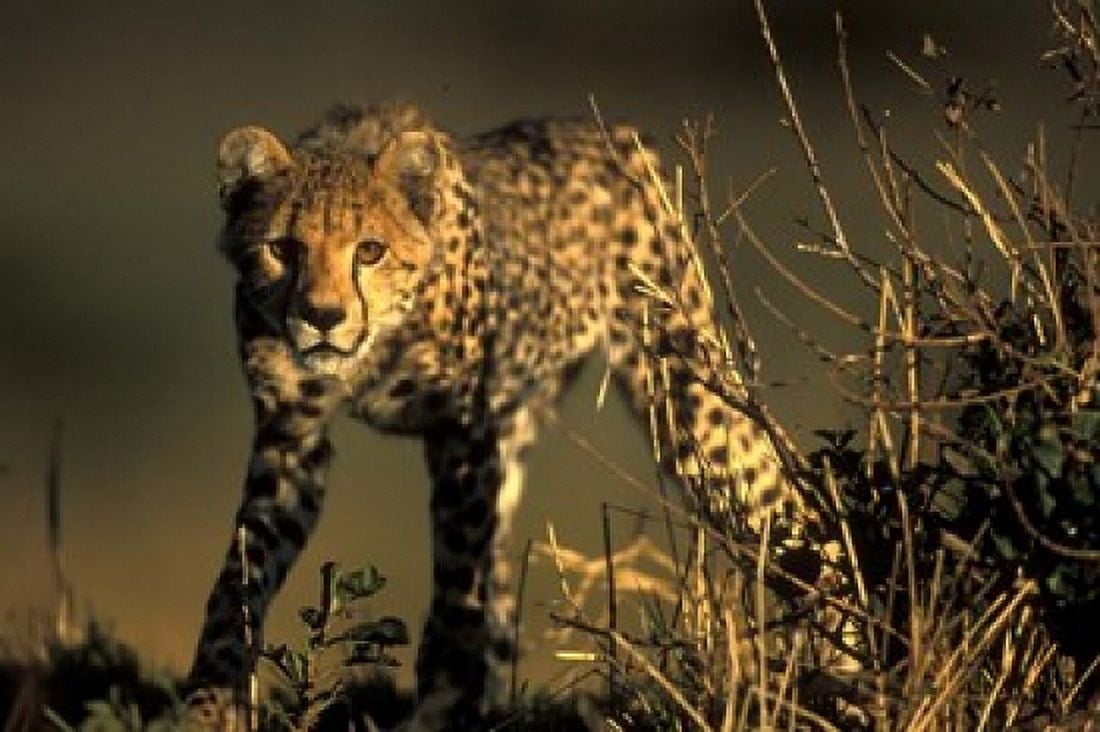 Cheetah Cub in Short Grass Masai Mara Game Reserve Kenya Canvas Art - Paul Souders  DanitaDelimont (36 x 24)