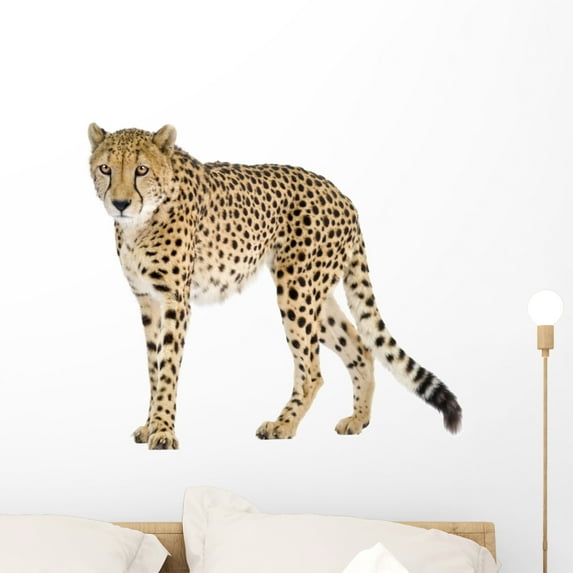 Cheetah Front White Wall Decal Sticker, Wallmonkeys Peel & Stick Vinyl Graphic (24 in W x 21 in H)