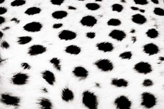 Cheetah Fur Canvas Art - Beth Wold (24 x 36)