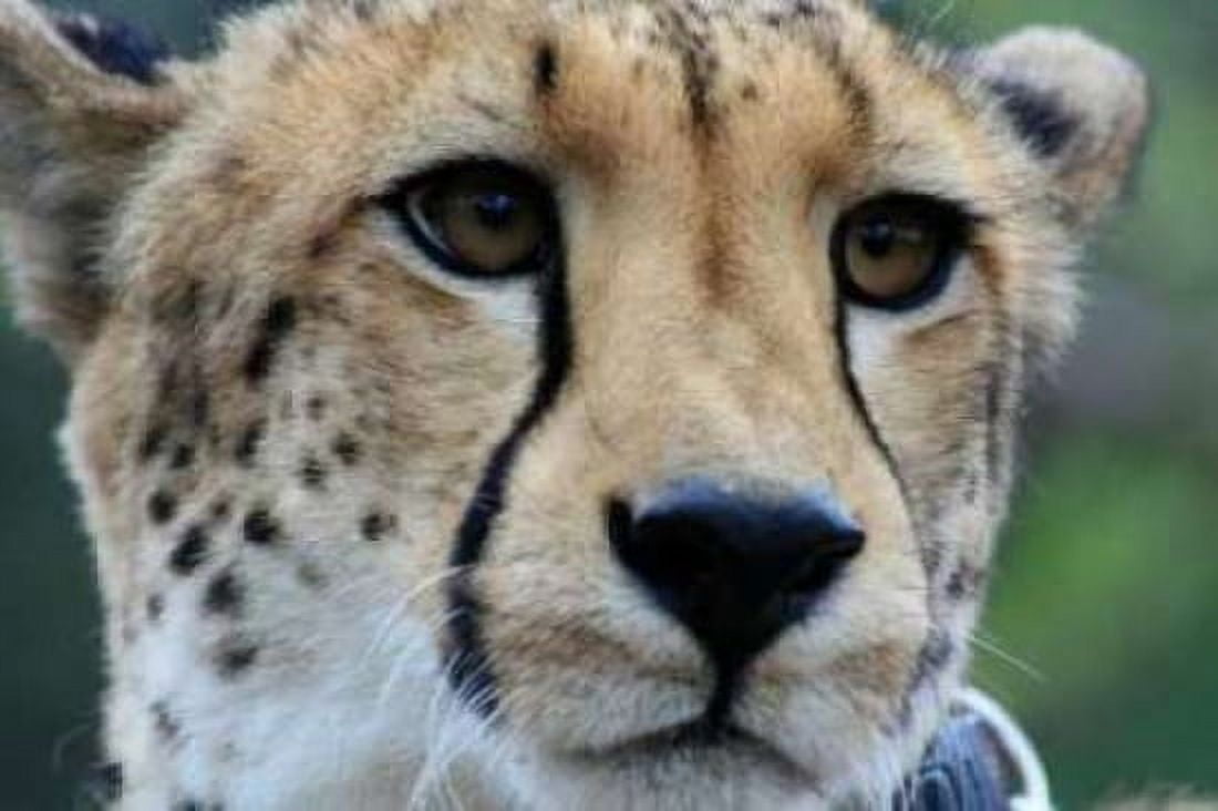 Cheetah I Canvas Art - Dana Underdahl (20 x 28)