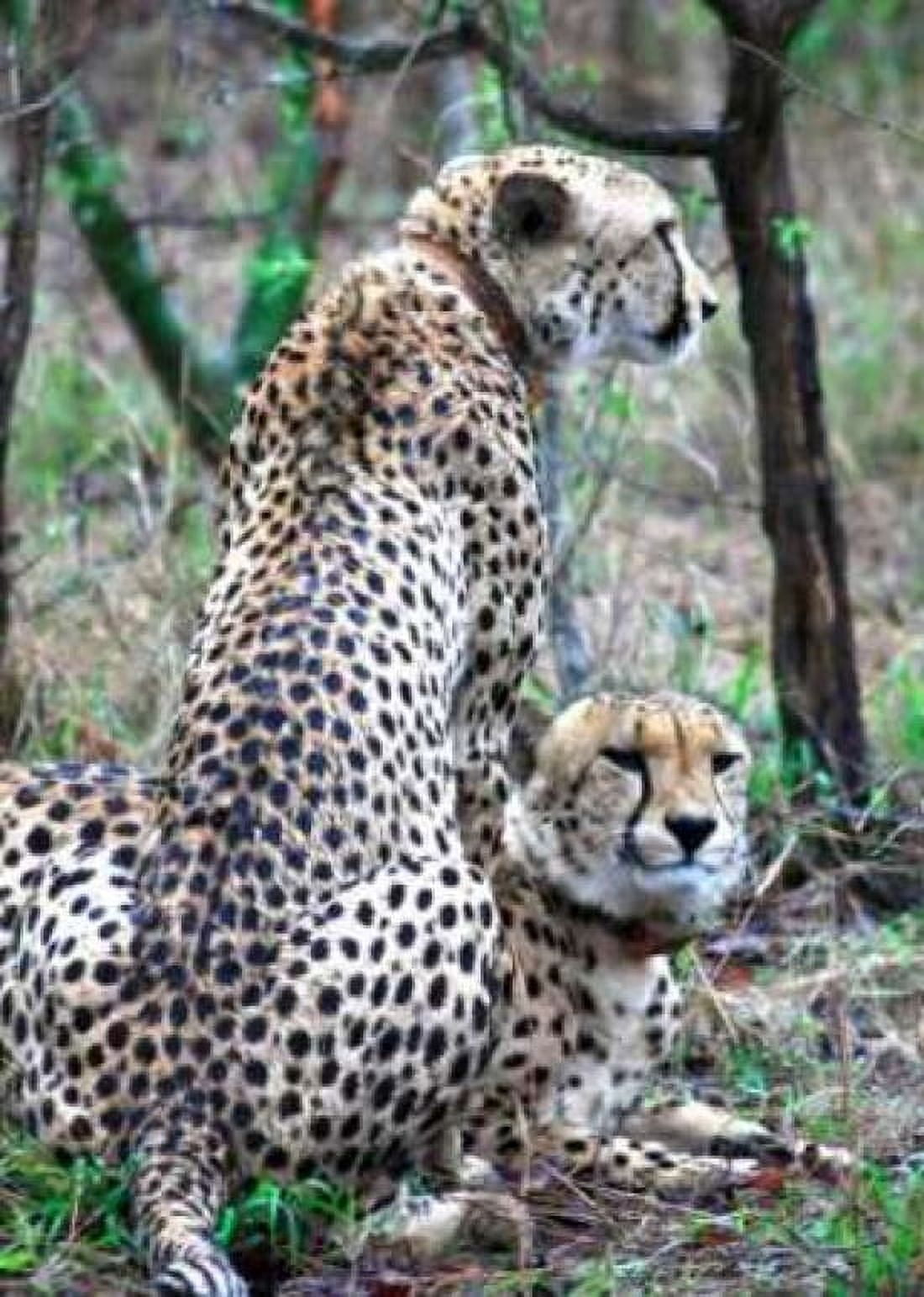 Cheetah IV Canvas Art - Dana Underdahl (18 x 24)