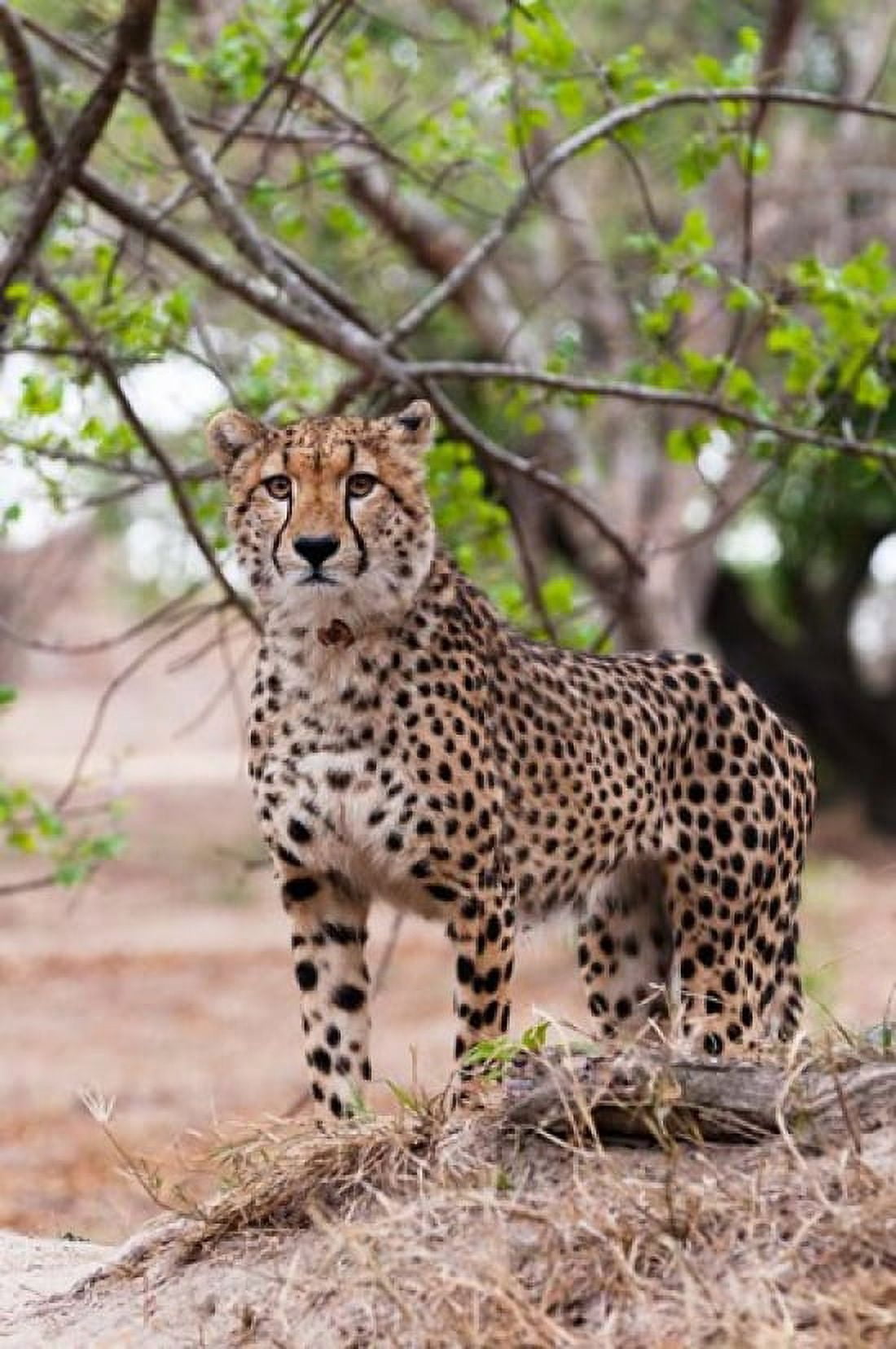 Cheetah Kapama Game Reserve South Africa Canvas Art - Sergio Pitamitz DanitaDelimont (23 x 35)