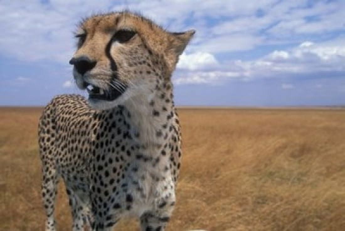 Cheetah Kenya Canvas Art - Paul Souders DanitaDelimont (18 x 12)