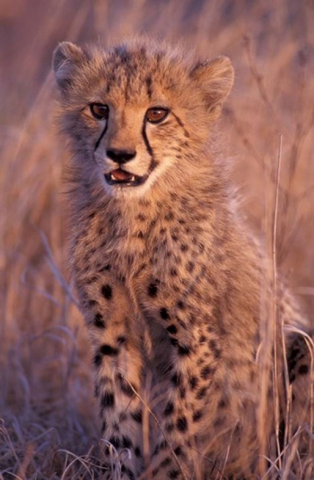 Cheetah Phinda Reserve South Africa Canvas Art - Gavriel Jecan DanitaDelimont (11 x 17)