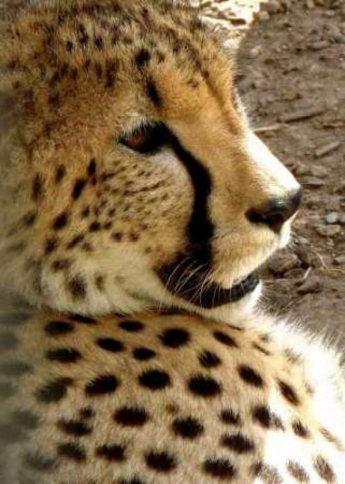 Cheetah Portrait I Canvas Art - Dana Underdahl (18 x 24)