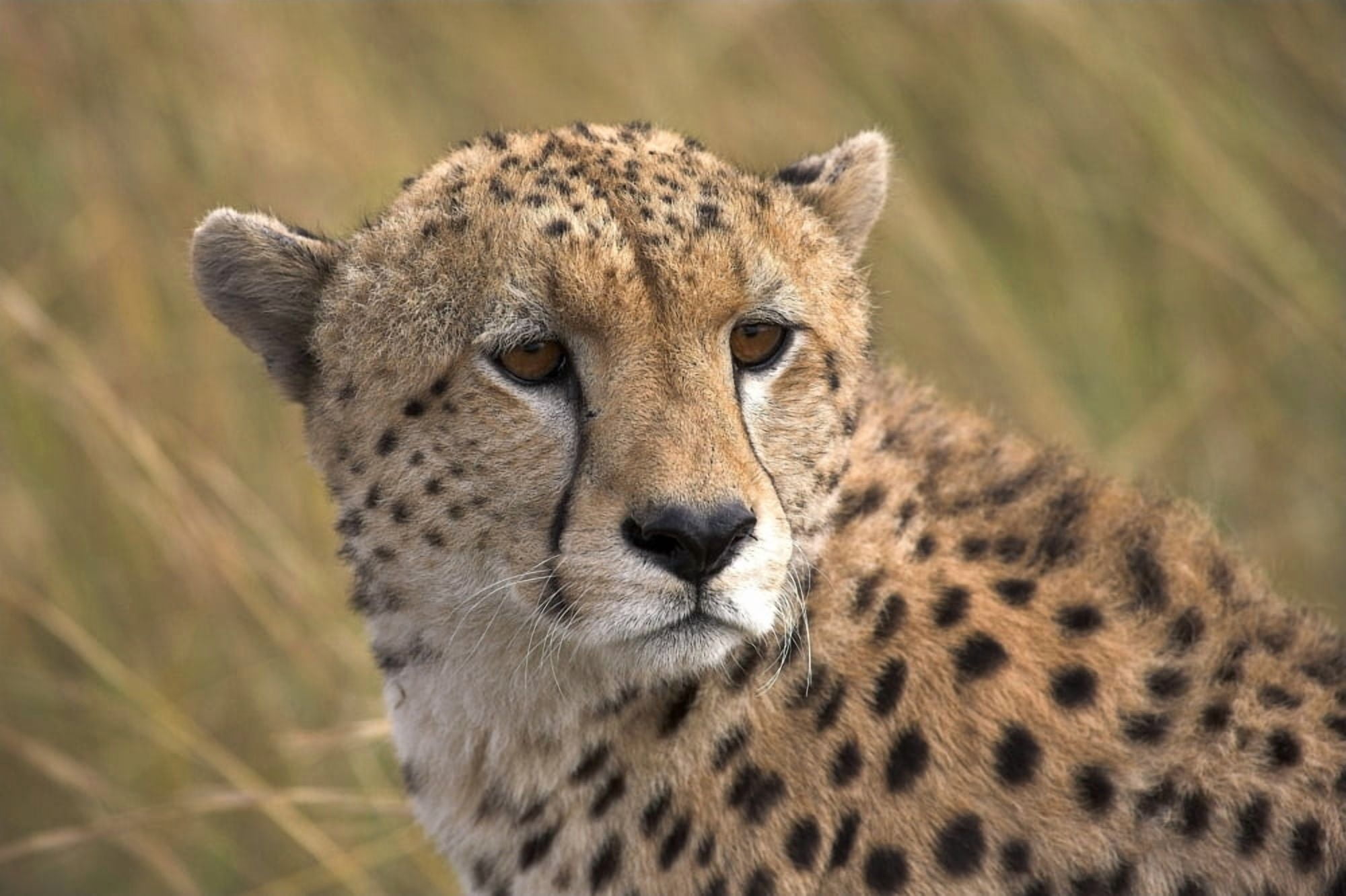Cheetah Portrait Masai Mara Kenya Africa Canvas Art - Chris Upton Design Pics (17 x 11)
