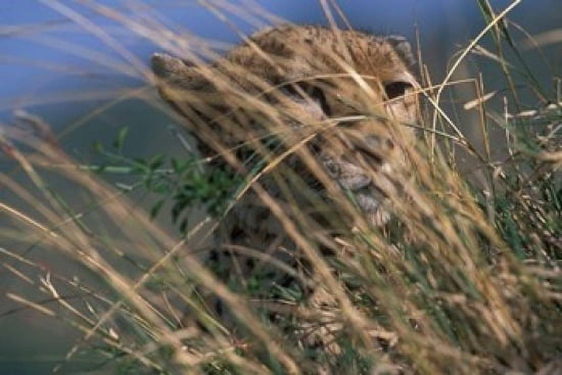 Cheetah Resting on Savanna Masai Mara Game Reserve Kenya Canvas Art - Paul Souders DanitaDelimont (18 x 12)