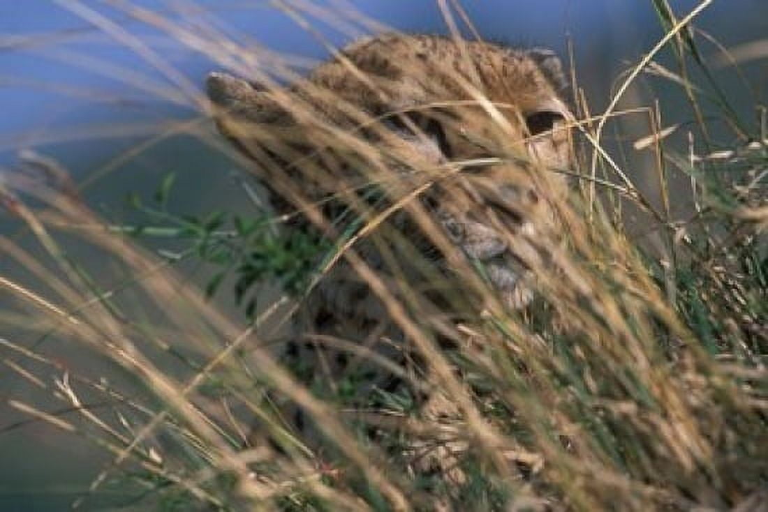 Cheetah Resting on Savanna Masai Mara Game Reserve Kenya Canvas Art - Paul Souders DanitaDelimont (36 x 24)