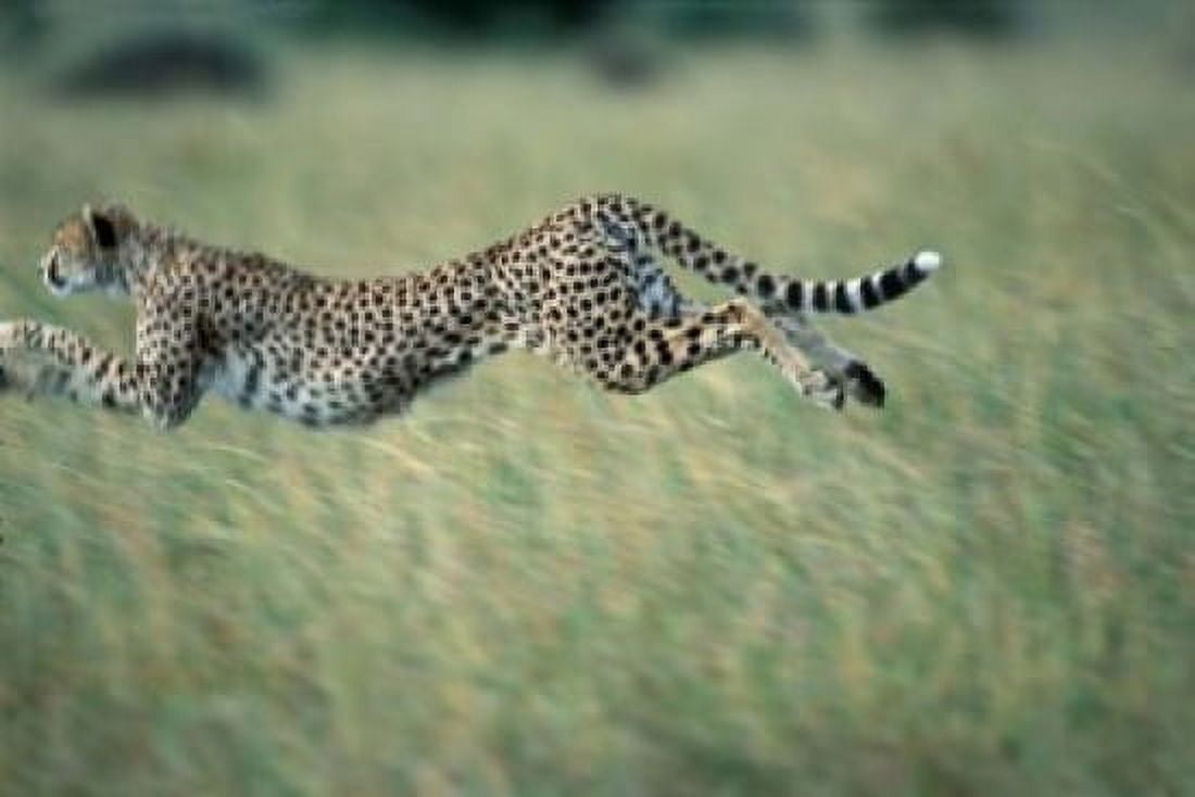 Cheetah Running After Prey Masai Mara Game Reserve Kenya Canvas Art - Paul Souders DanitaDelimont (18 x 12)