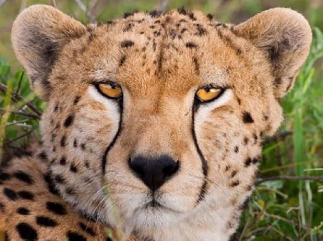 Cheetah Serengeti National Park Tanzania Canvas Art - Art Wolfe DanitaDelimont (24 x 18)