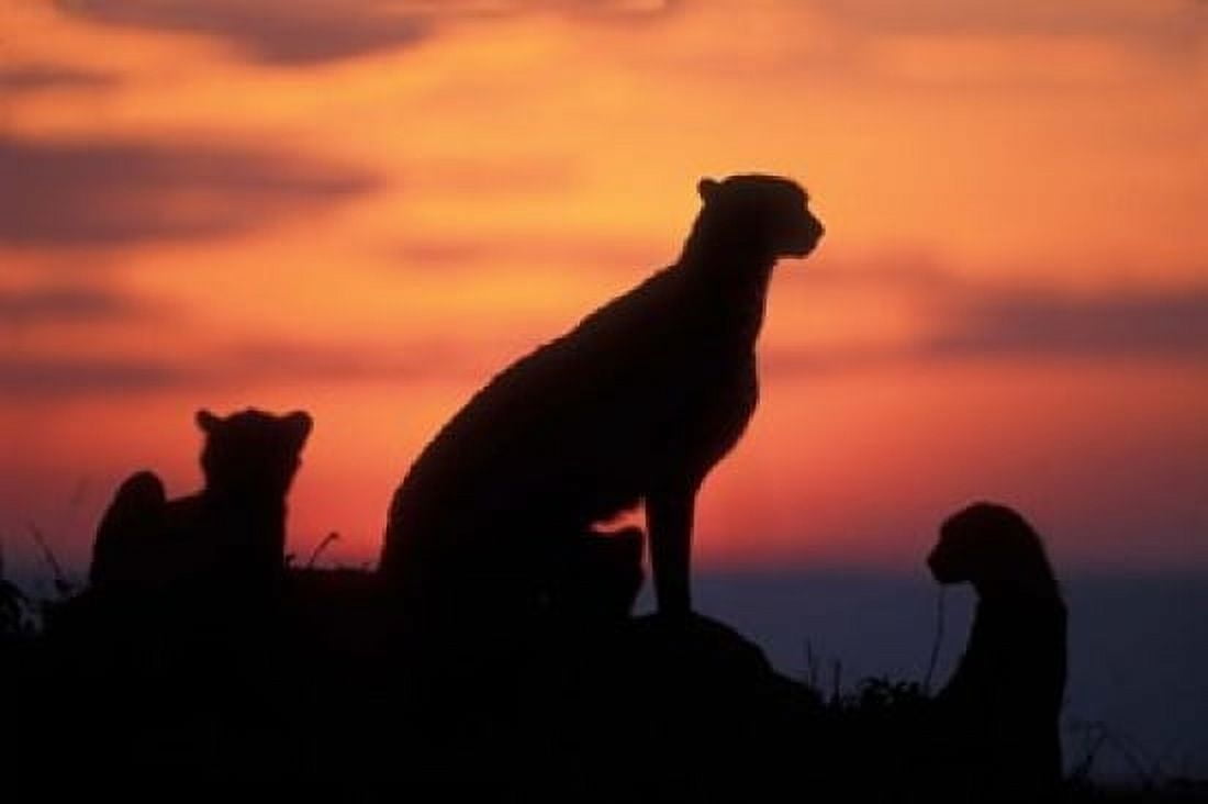 Cheetah Silhouetted By Sunset Masai Mara Game Reserve Kenya Canvas Art - Paul Souders DanitaDelimont (18 x 12)
