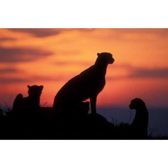 Cheetah Silhouetted By Sunset, Masai Mara Game Reserve, Kenya Poster Print by Paul Souders (36 x 24)