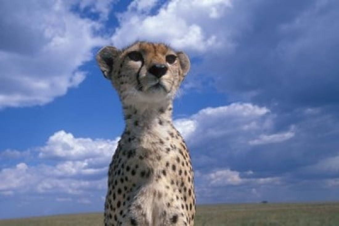 Cheetah Surveying Savanna Masai Mara Game Reserve Kenya Canvas Art - Paul Souders DanitaDelimont (18 x 12)