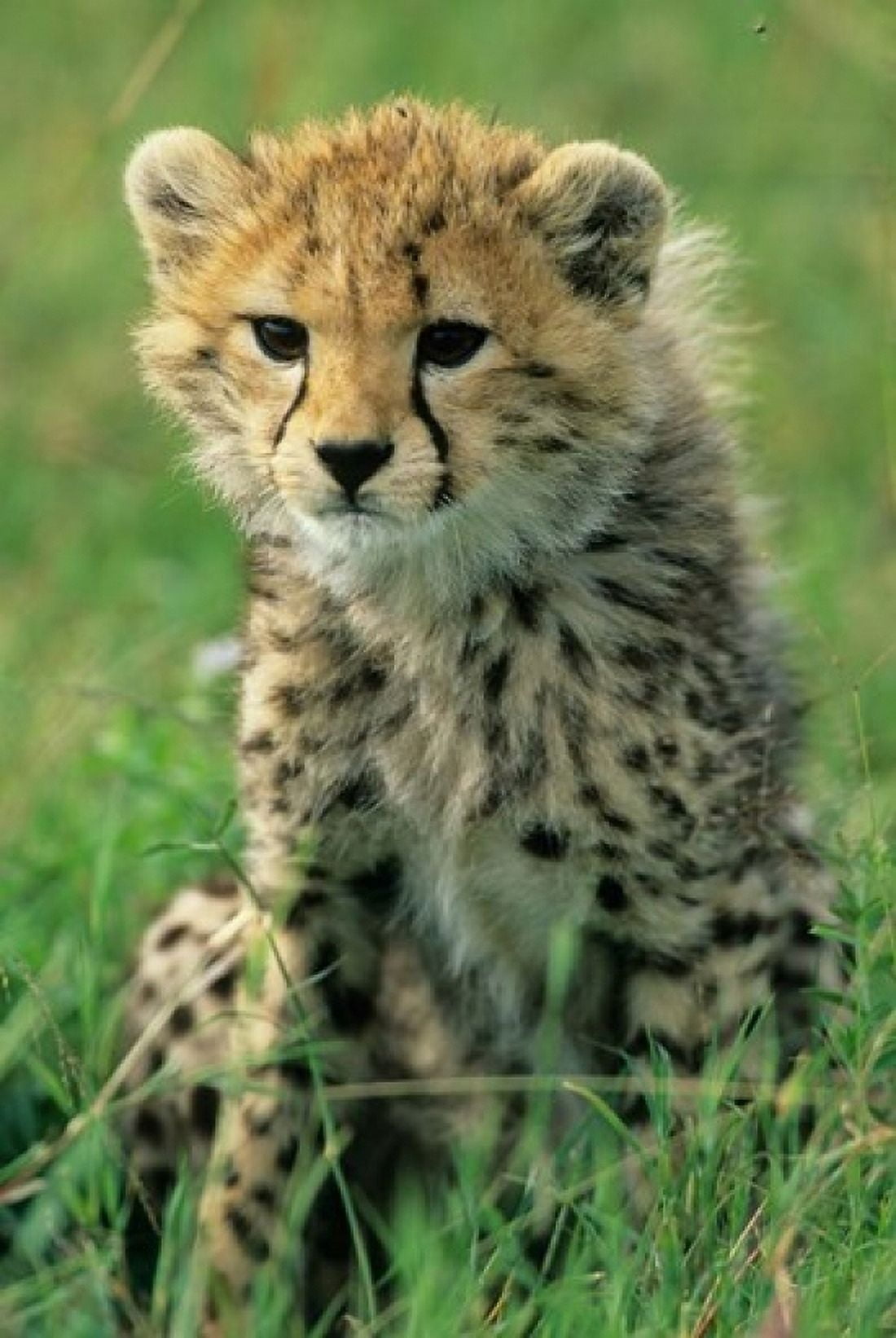 Cheetah Tanzania Serengeti NP Cheetah cub Canvas Art - Kevin Schafer DanitaDelimont (12 x 17)