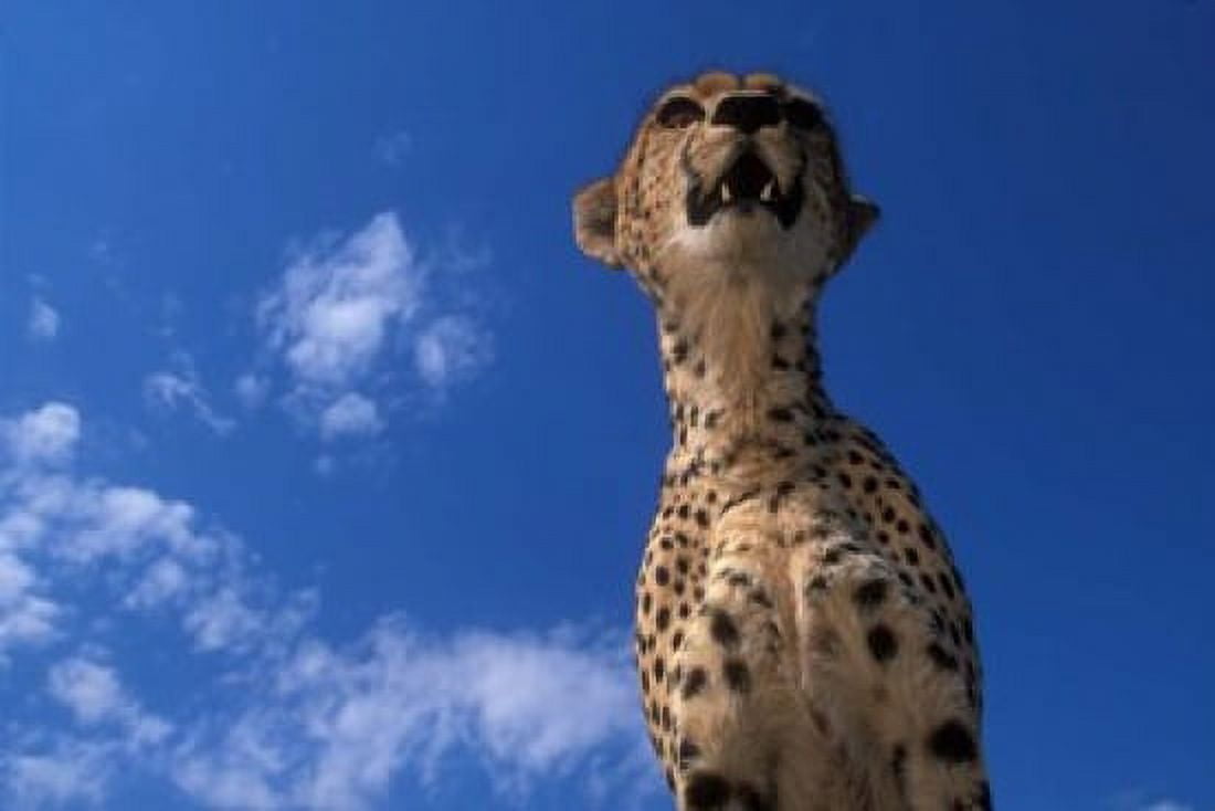 Cheetah Watching Surrounding Savanna Masai Mara Game Reserve Kenya Canvas Art - Paul Souders DanitaDelimont (36 x 24)