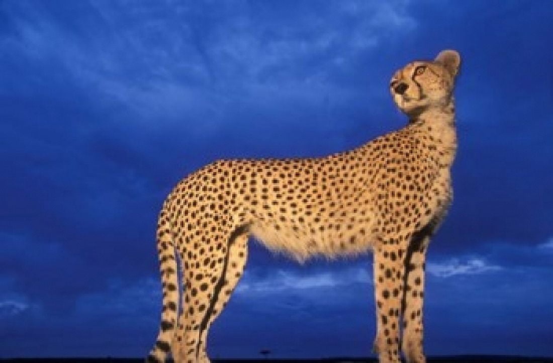 Cheetah at Dusk Masai Mara Game Reserve Kenya Canvas Art - Paul Souders DanitaDelimont (18 x 12)