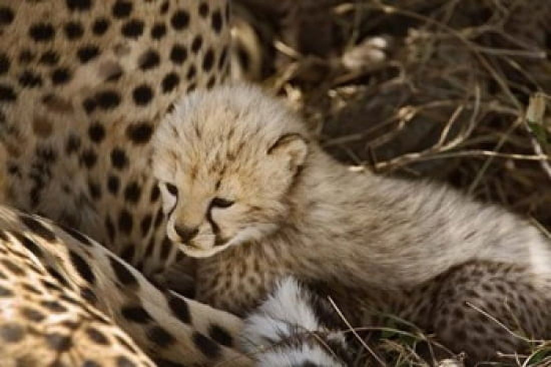 Cheetah cub Acinonyx jubatus Masai Mara Kenya Canvas Art - Adam Jones DanitaDelimont (35 x 24)