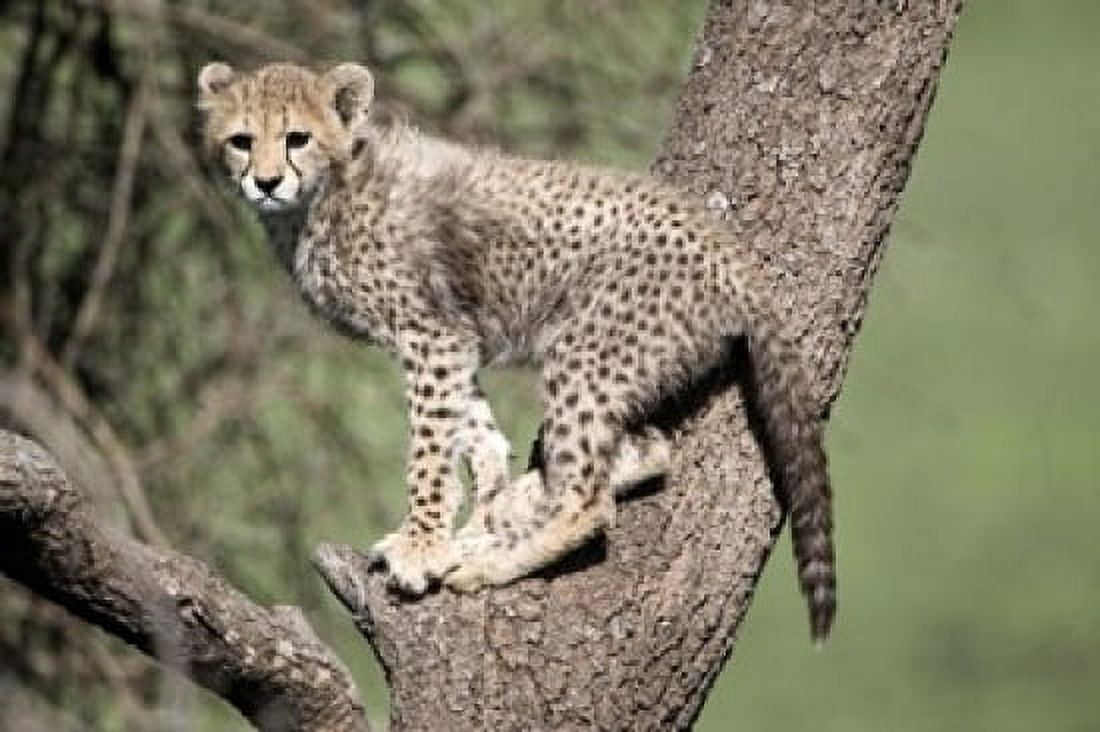 Cheetah cub (Acinonyx jubatus) climbing a tree Ndutu Ngorongoro Tanzania Canvas Art - Panoramic Images (16 x 11)