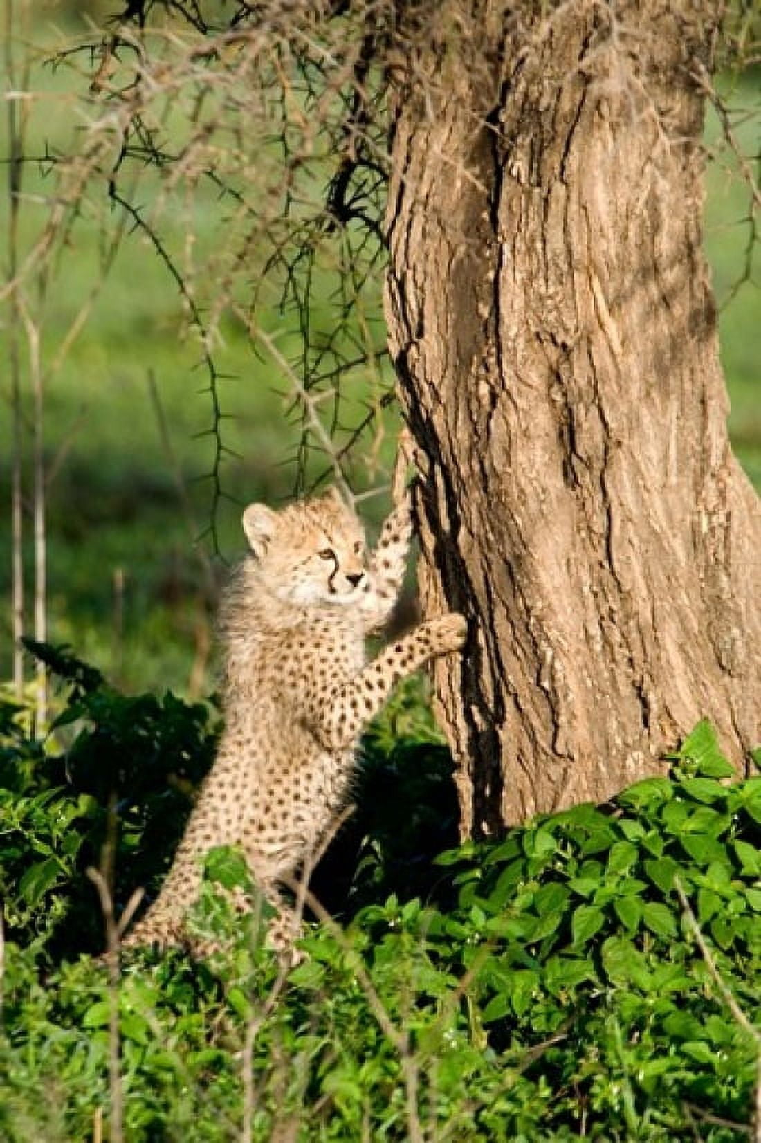 Cheetah cub (Acinonyx jubatus) climbing a tree Ndutu Ngorongoro Tanzania Canvas Art - Panoramic Images (24 x 36)
