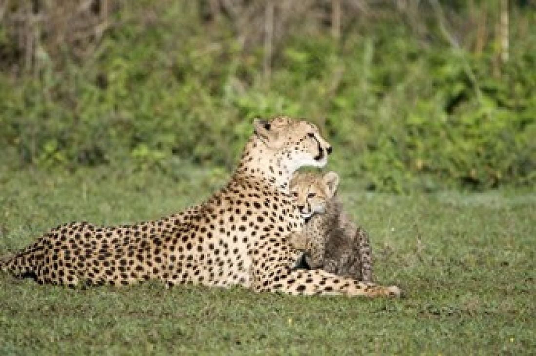 Cheetah cub (Acinonyx jubatus) playing with its mother Ndutu Ngorongoro Tanzania Canvas Art - Panoramic Images (16 x 11)