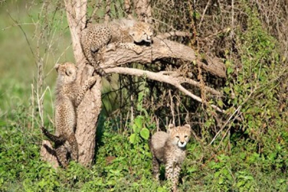 Cheetah cubs (Acinonyx jubatus) climbing a tree Ndutu Ngorongoro Tanzania Canvas Art - Panoramic Images (36 x 24)