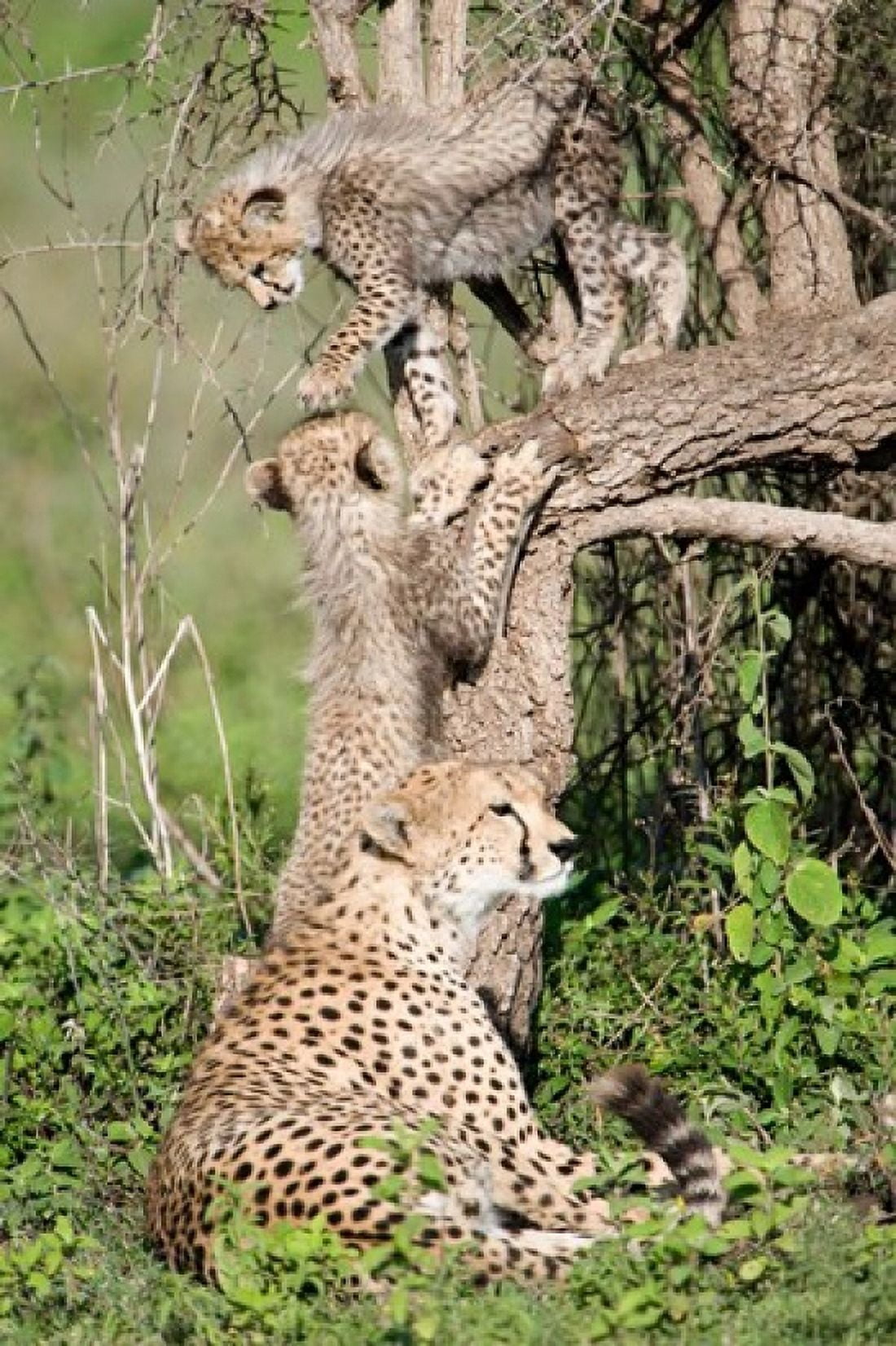 Cheetah cubs (Acinonyx jubatus) with their mother in a forest Ndutu Ngorongoro Tanzania Canvas Art - Panoramic Images (24 x 36)