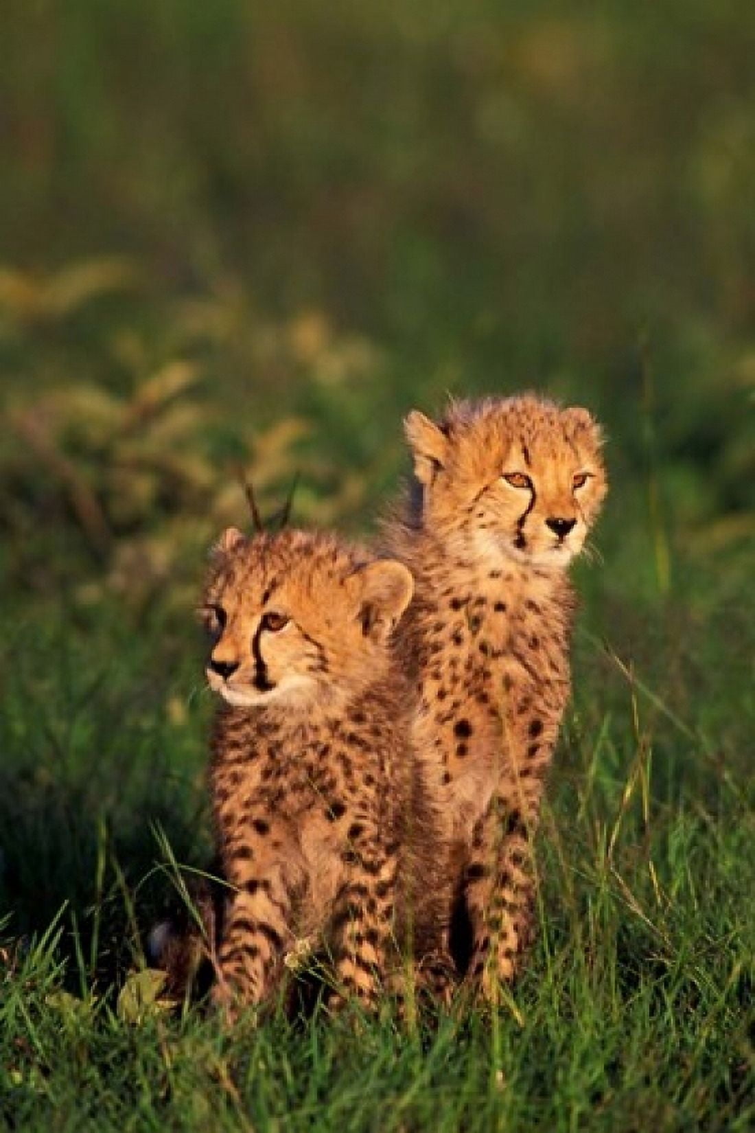 Cheetah cubs Kenya Canvas Art - Gavriel Jecan DanitaDelimont (12 x 17)