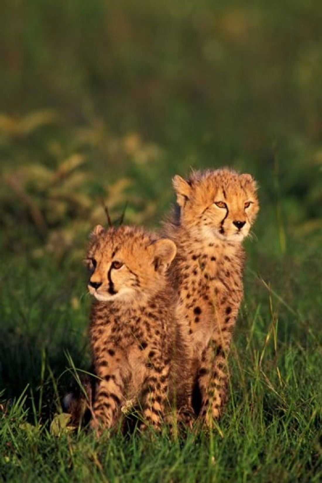 Cheetah cubs Kenya Canvas Art - Gavriel Jecan DanitaDelimont (24 x 35)