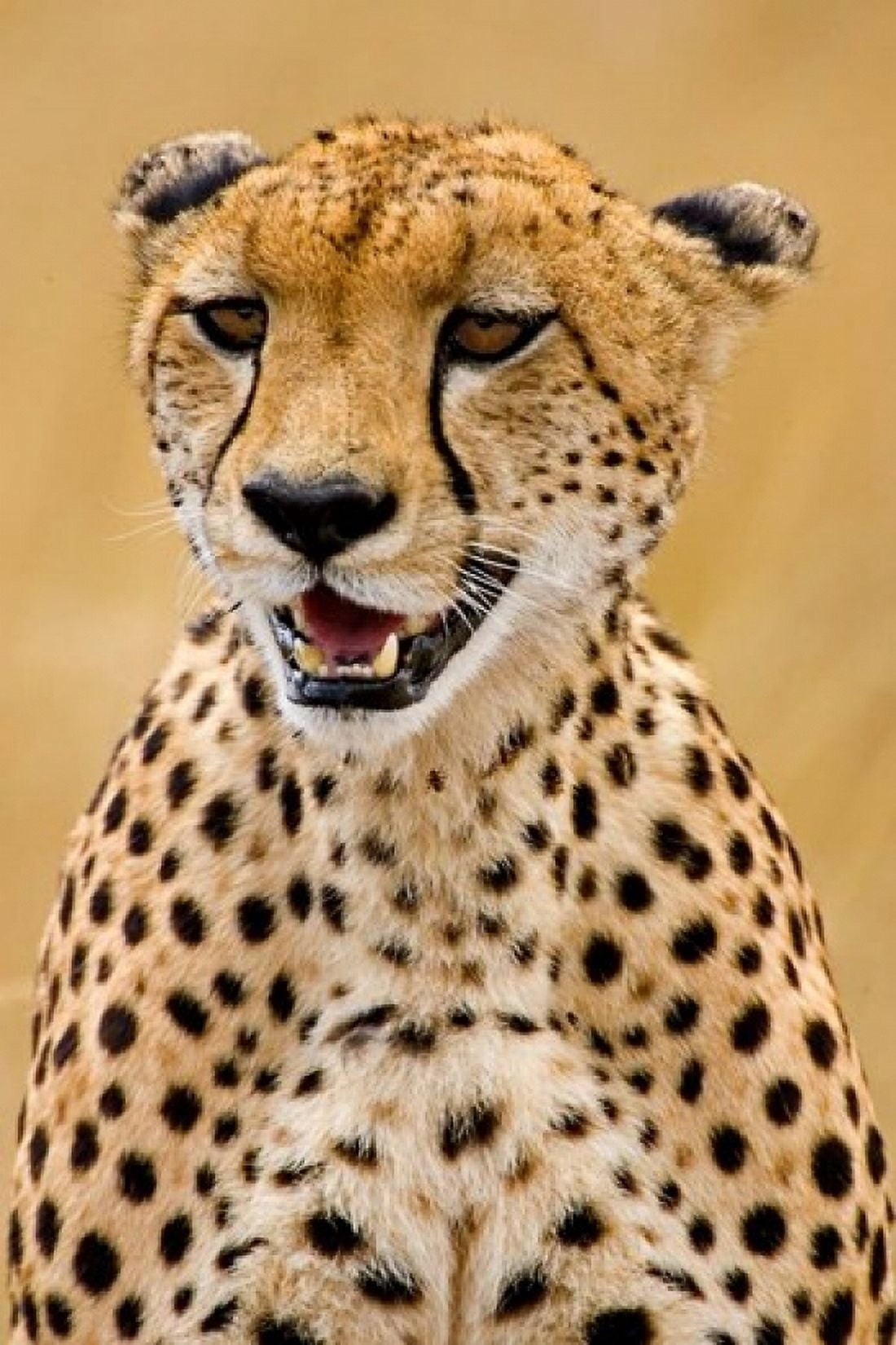 Cheetah in the Brush Maasai Mara Kenya Canvas Art - Joe Restuccia III DanitaDelimont (25 x 38)