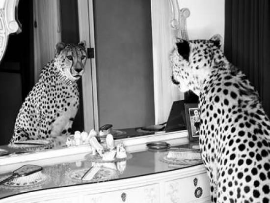Cheetah looking in mirror Canvas Art - Emma Rian (22 x 28)