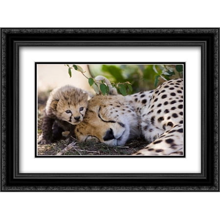 Cheetah mother and seven day old cub, Maasai Mara Reserve, Kenya 2x Matted 24x18 Black Ornate Framed Art Print by Eszterhas, Suzi