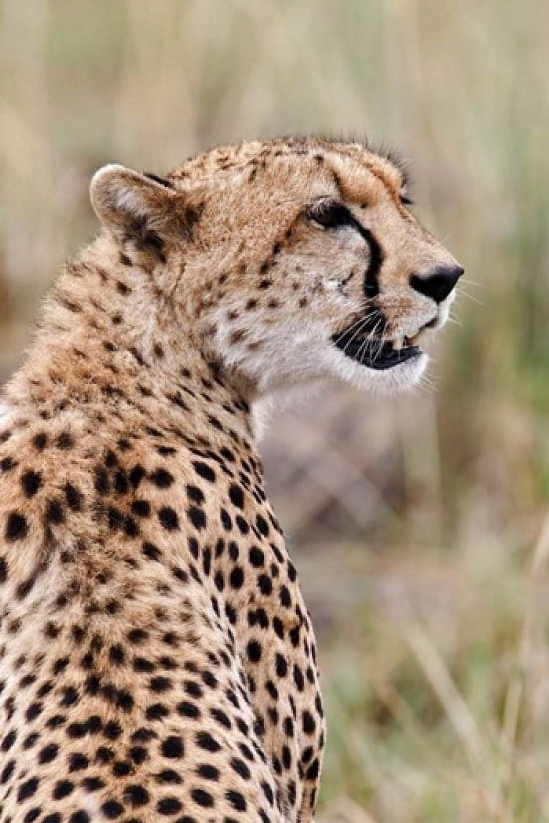 Cheetah profile Maasai Mara Kenya Canvas Art - Adam Jones DanitaDelimont (11 x 17)