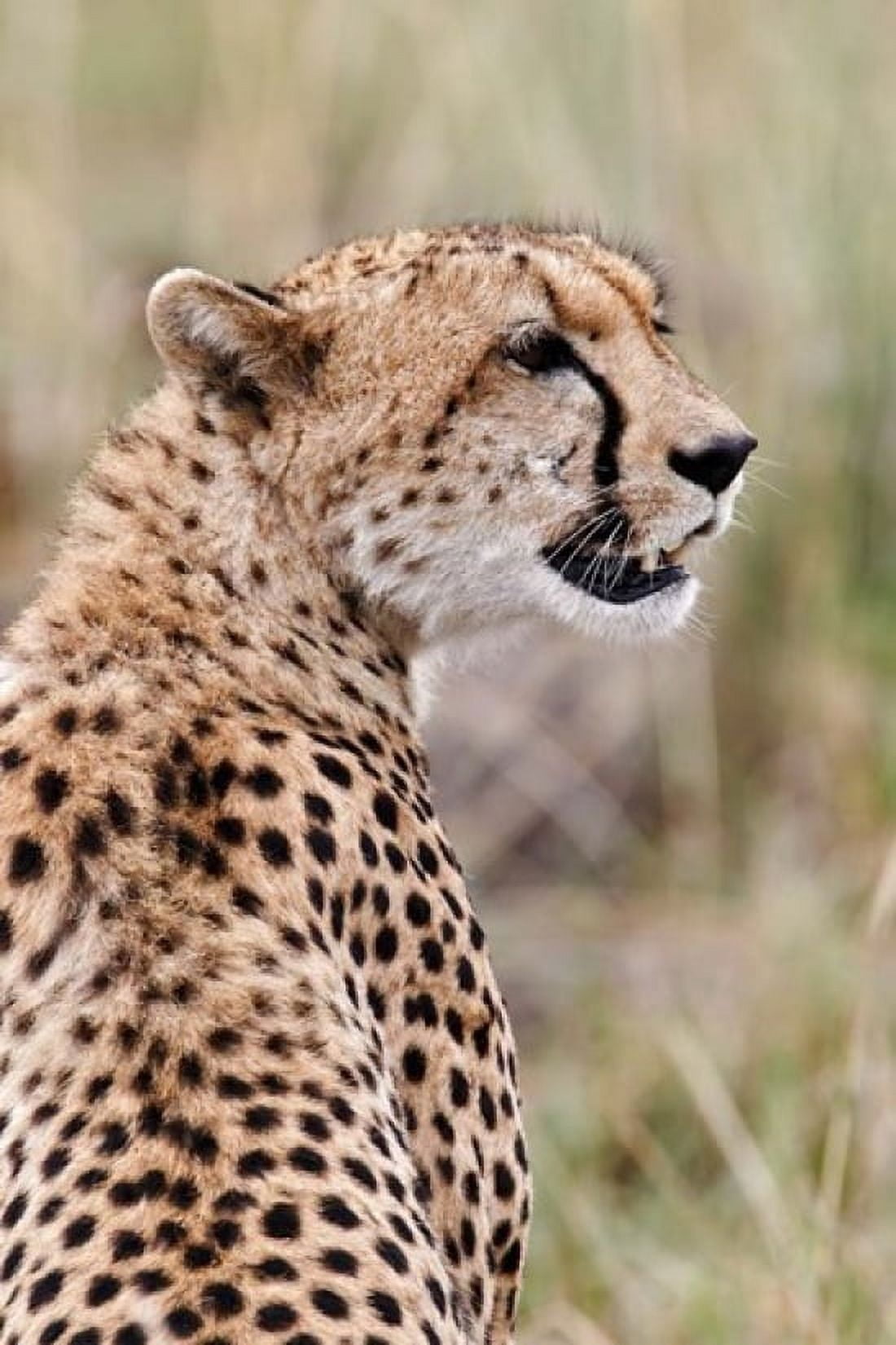 Cheetah profile Maasai Mara Kenya Canvas Art - Adam Jones DanitaDelimont (23 x 35)