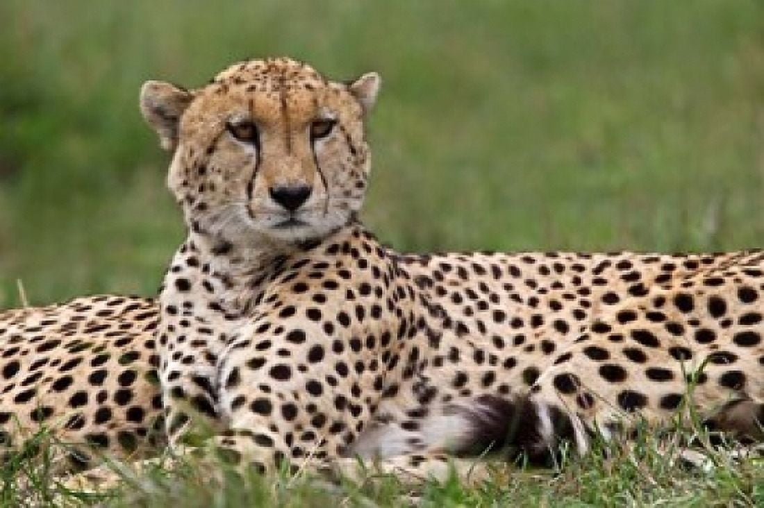 Cheetah resting Maasai Mara Kenya Canvas Art - Adam Jones DanitaDelimont (24 x 15)