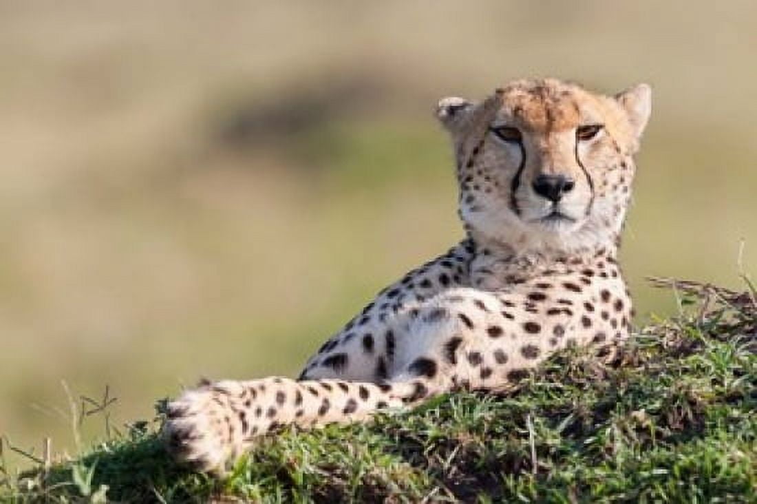 Cheetah resting Maasai Mara Kenya Canvas Art - Martin Zwick DanitaDelimont (38 x 25)