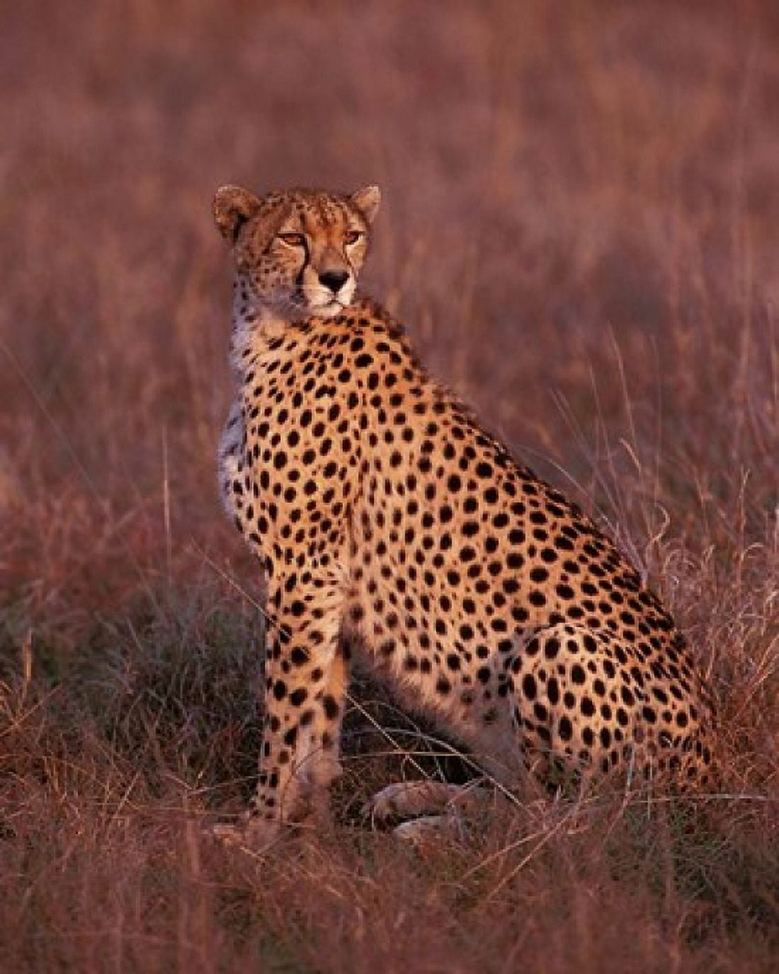 Cheetah sitting Masai Mara Kenya Canvas Art - Dee Ann Pederson DanitaDelimont (27 x 34)