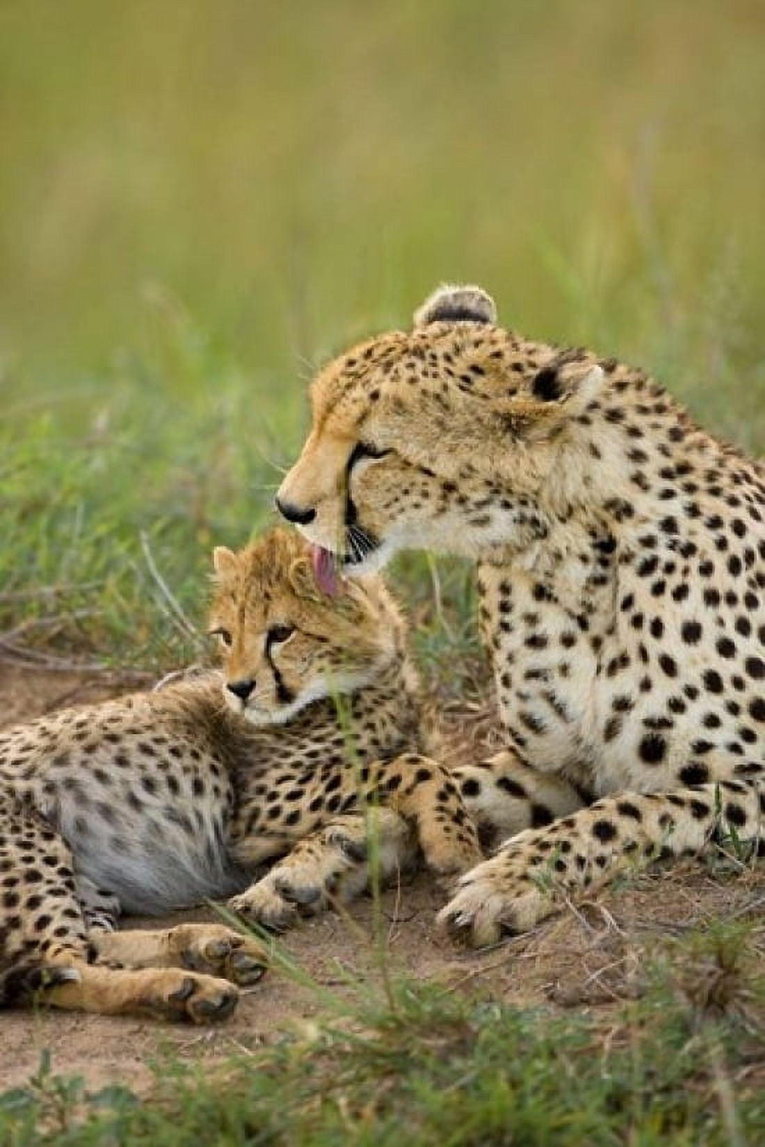 Cheetah with cub in the Masai Mara GR Kenya Canvas Art - Joe & Mary Ann McDonald DanitaDelimont (11 x 17)