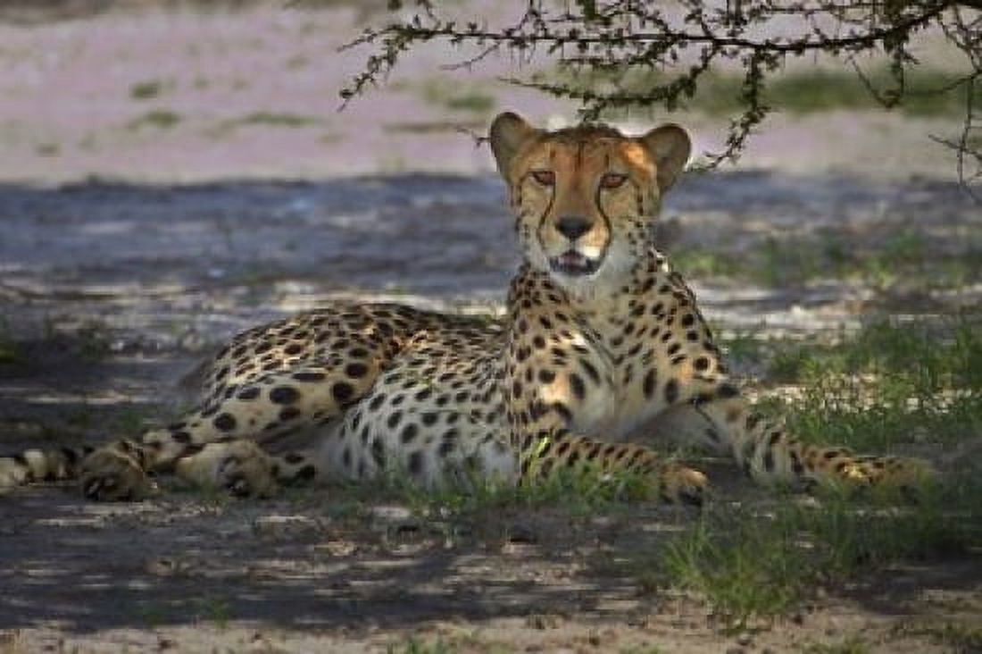 CheetahAcinonyx jubatus Nxai Pan NP Botswana Africa Canvas Art - David Wall DanitaDelimont (24 x 15)