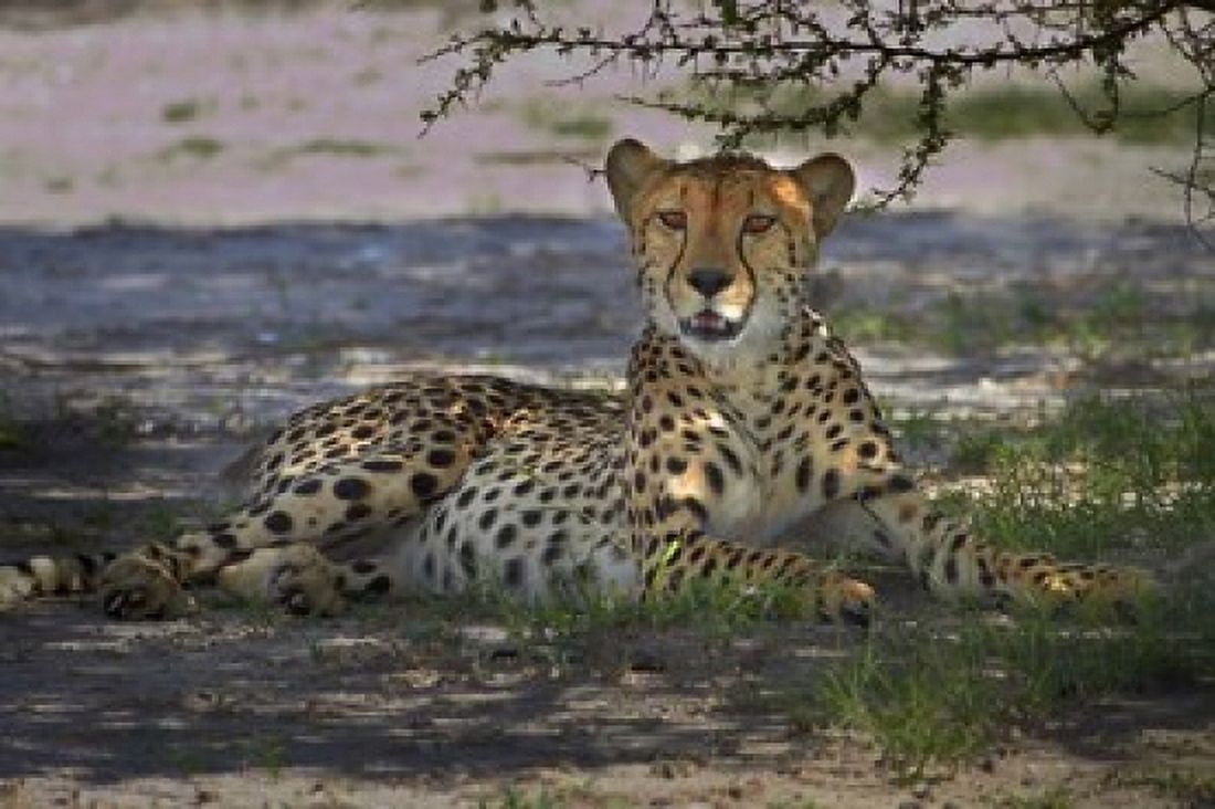 CheetahAcinonyx jubatus Nxai Pan NP Botswana Africa Canvas Art - David Wall DanitaDelimont (35 x 24)