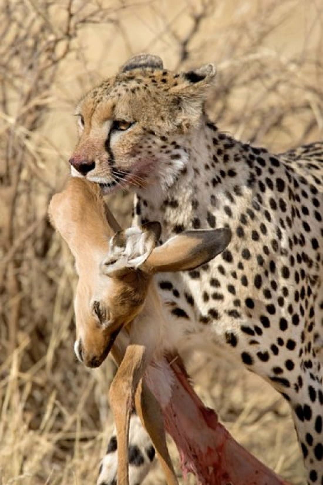 Cheetahs (Acinonyx jubatus) and prey Samburu National Park Rift Valley Province Kenya Canvas Art - Panoramic Images (24 x 36)