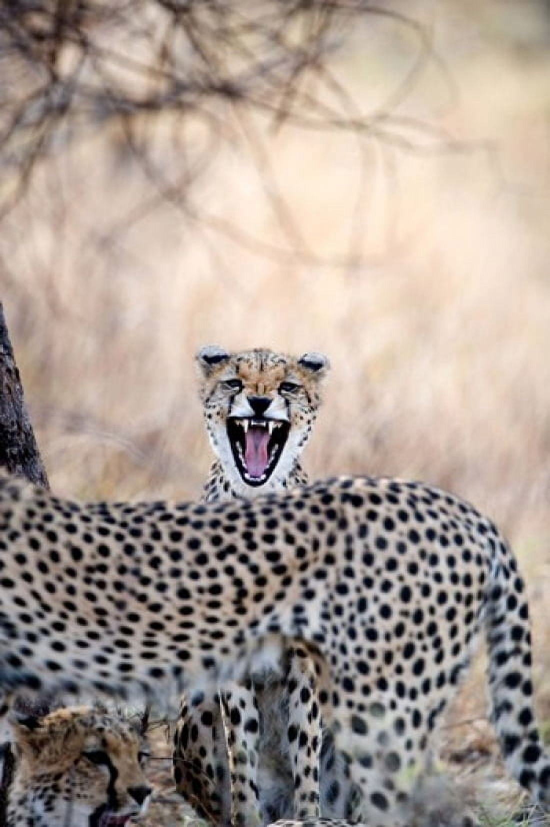 Cheetahs (Acinonyx jubatus) resting in a forest Samburu National Park Rift Valley Province Kenya Canvas Art - Panoramic Images (24 x 36)