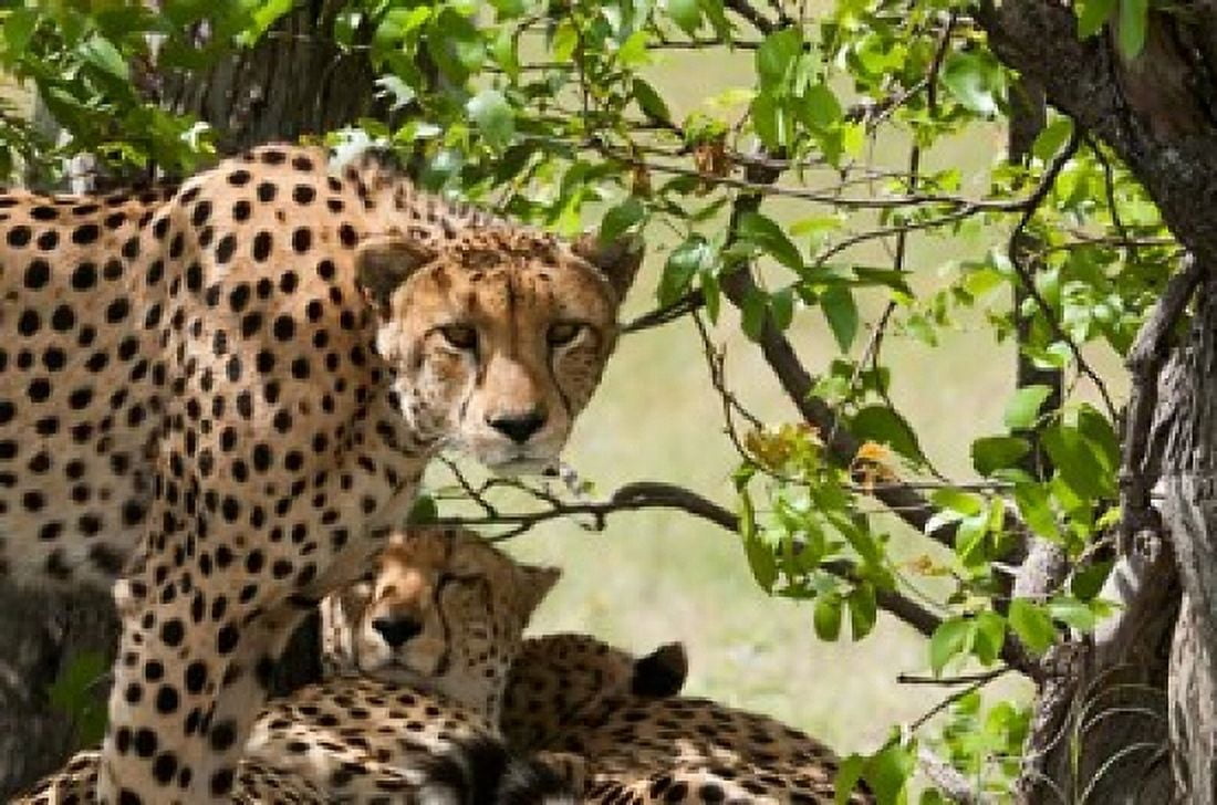 Cheetahs Botswana Canvas Art - Jan & Stoney Edwards DanitaDelimont (29 x 19)