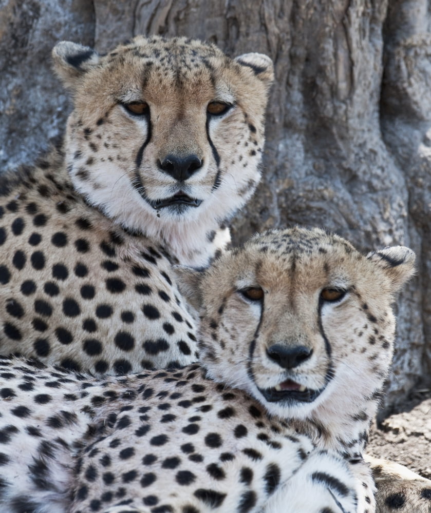 Cheetahs Canvas Art - Keith Levit Design Pics (14 x 16)