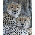 thumbnail image 1 of Cheetahs Poster Print, 1 of 2