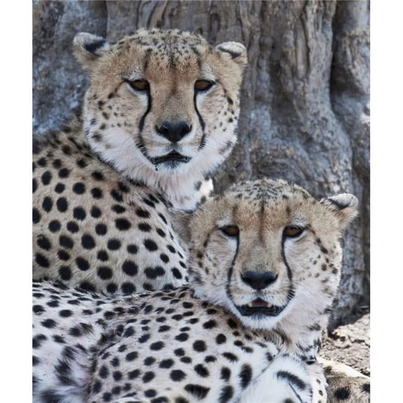 Cheetahs Poster Print