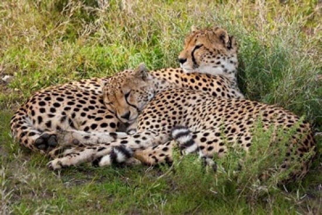Cheetahs Serengeti National Park Tanzania Canvas Art - Art Wolfe DanitaDelimont (24 x 15)