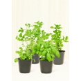 Chef's Choice Herb Kit Live Green Plant in 4" Pot