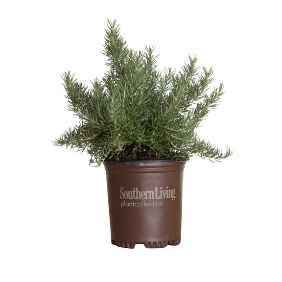 Southern Living Chef's Choice Rosemary Live Shrub in 2.5-Quart Grower Pot